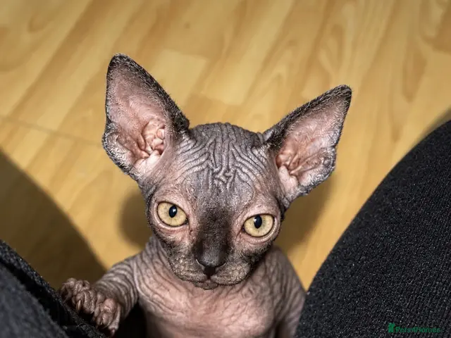 Sphynx cats for sale: Exceptional Sphynx Kittens — Home-Raised - Advert 19