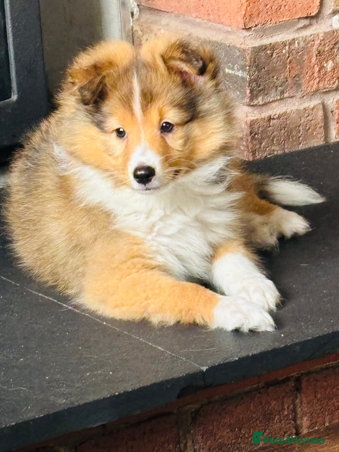 Shetland Sheepdog dogs for sale: Beautiful Shetland Sheepdog Puppies  in Goole - Image 20