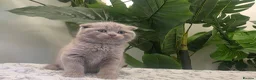 Mixed Breed cats for sale: Gorgeous blue Scottish Fold British Longhair Boy  - Advert 8