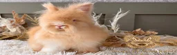 Angora rabbits for sale: 3 BEAUTIFUL VACCINATED ANGORAS READY NOW - Advert 16