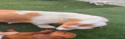 Basset Hound dogs for sale: Quality kc basset hound puppies  in Saint Austell - Advert 6