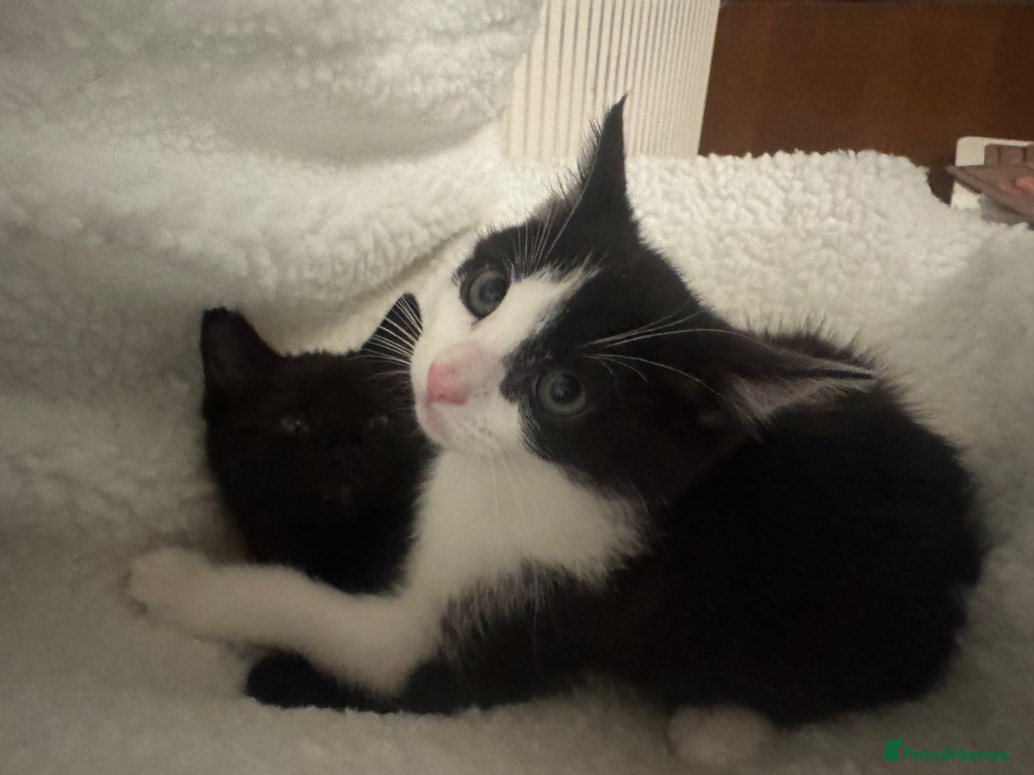 Mixed Breed cats for sale: 4 kittens For sale | £30 read description please  in Bolton - Advert 6