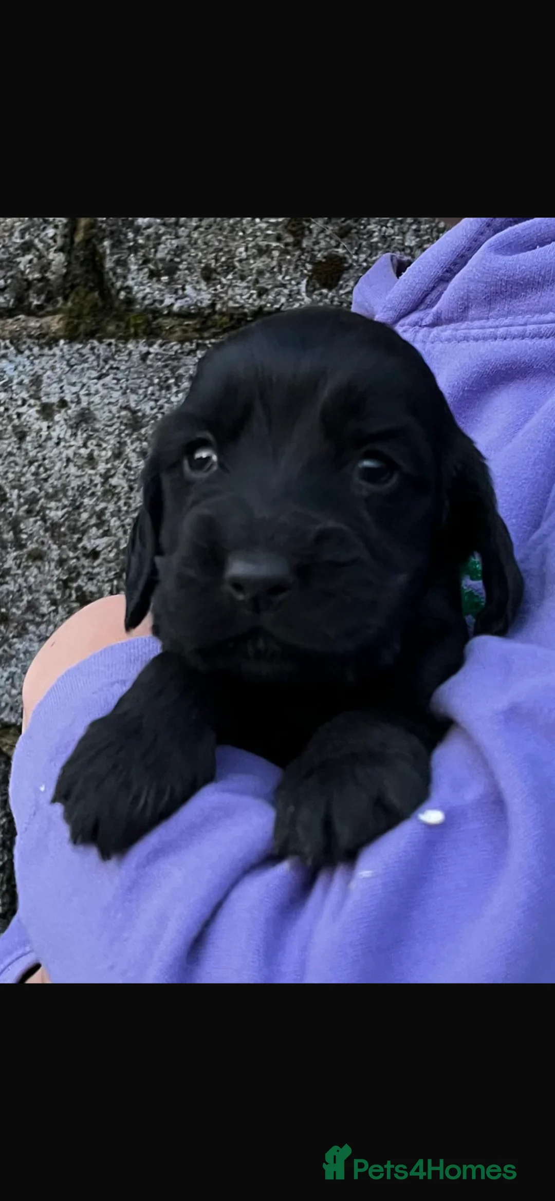 Cocker Spaniel dogs for sale: Beautiful pure cocker spaniels - Advert 2