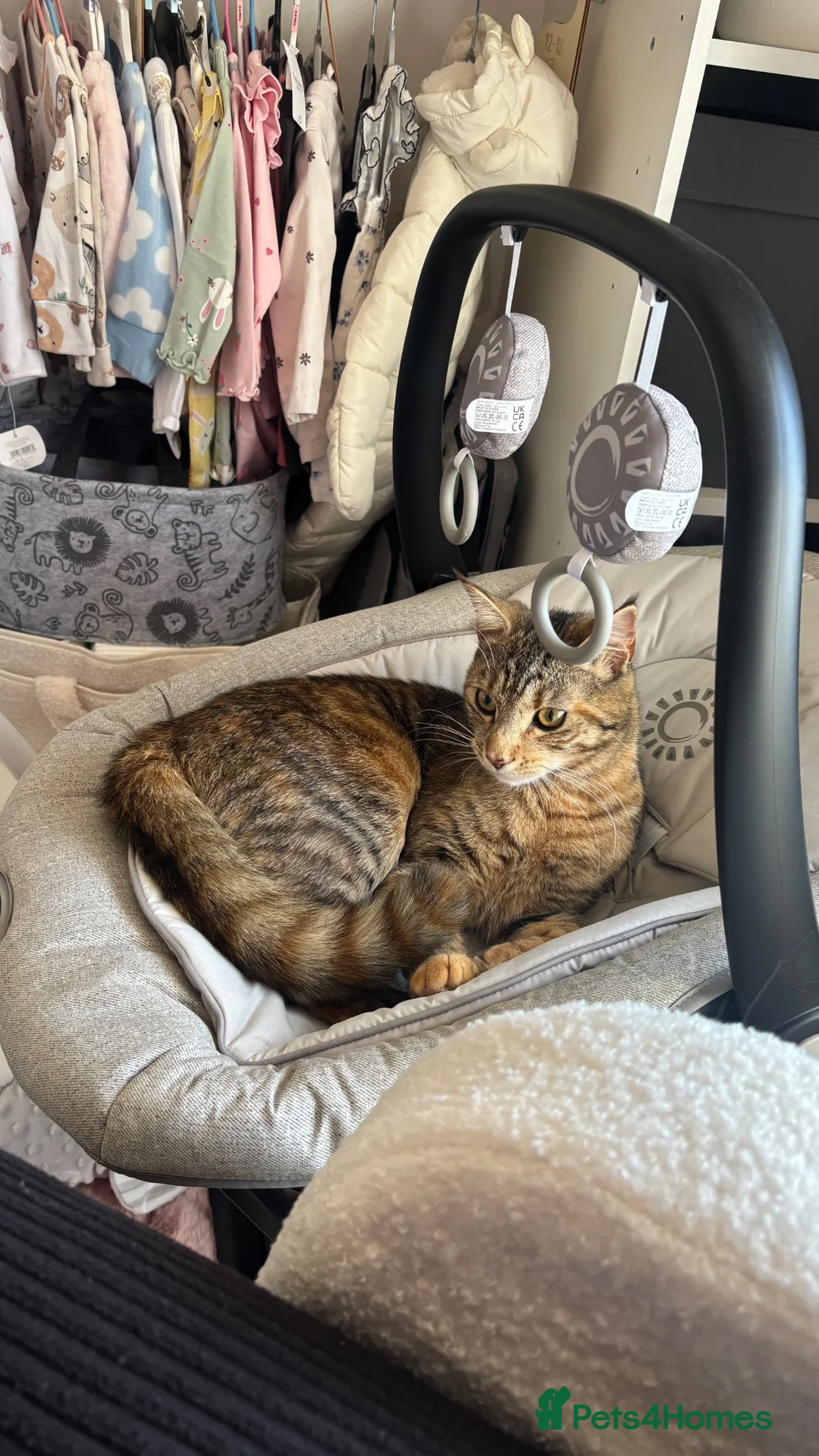 Mixed Breed cats for sale: Half Maine coon - Ashoka  in Beccles - Advert 7