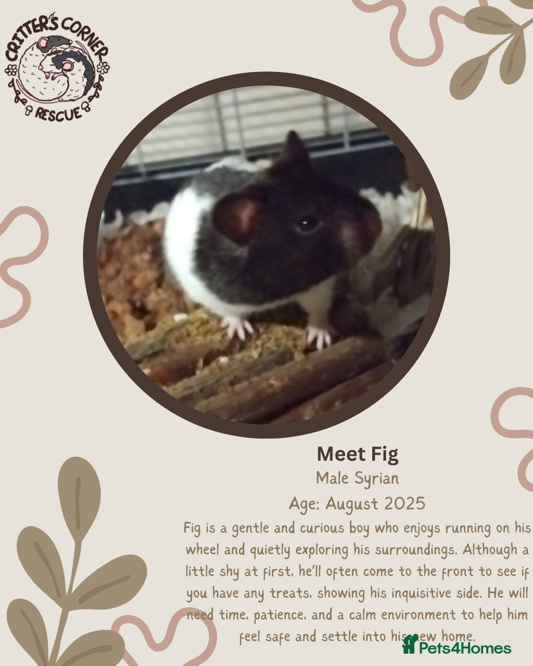 Hamster rodents 🐹 Male Syrian available for adoption 🐹  - Advert 1