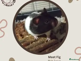 Hamster rodents 🐹 Male Syrian available for adoption 🐹 - Advert 2