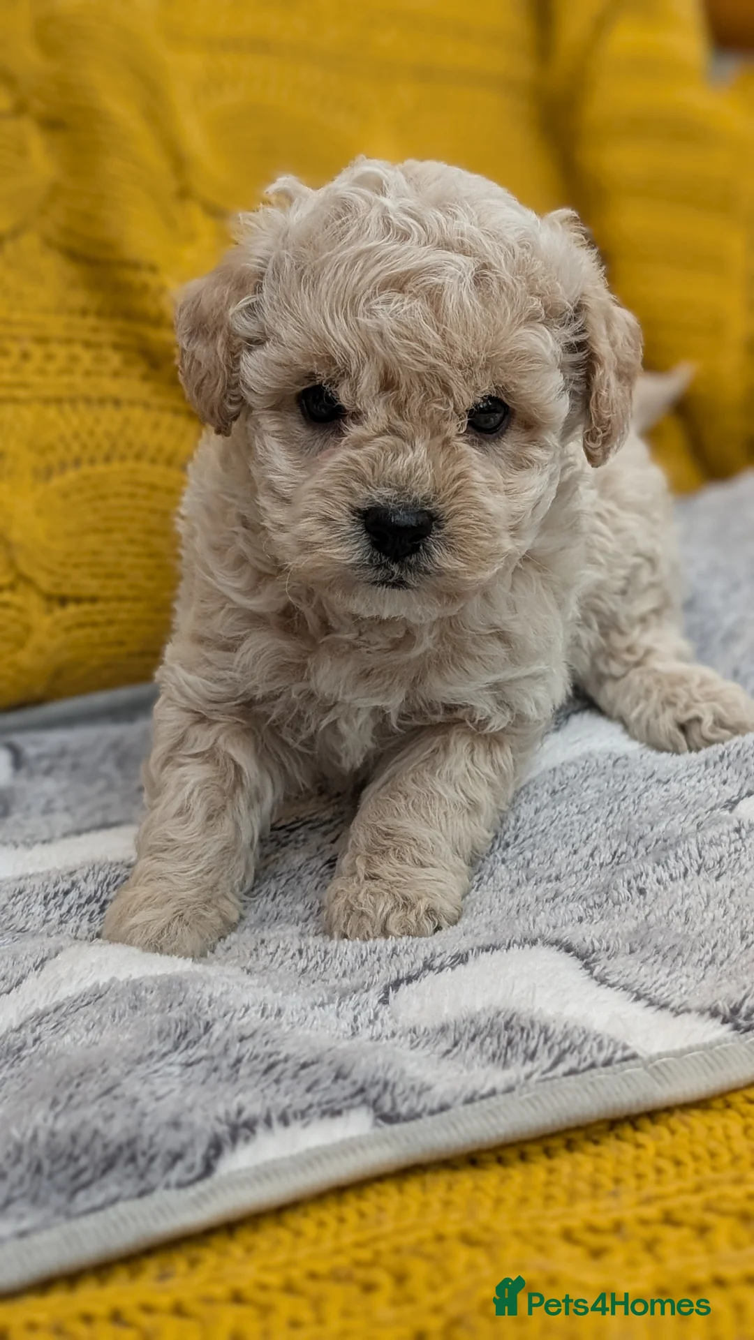 Poochon dogs for sale: F1 Toy Poochons Puppies  - Advert 2