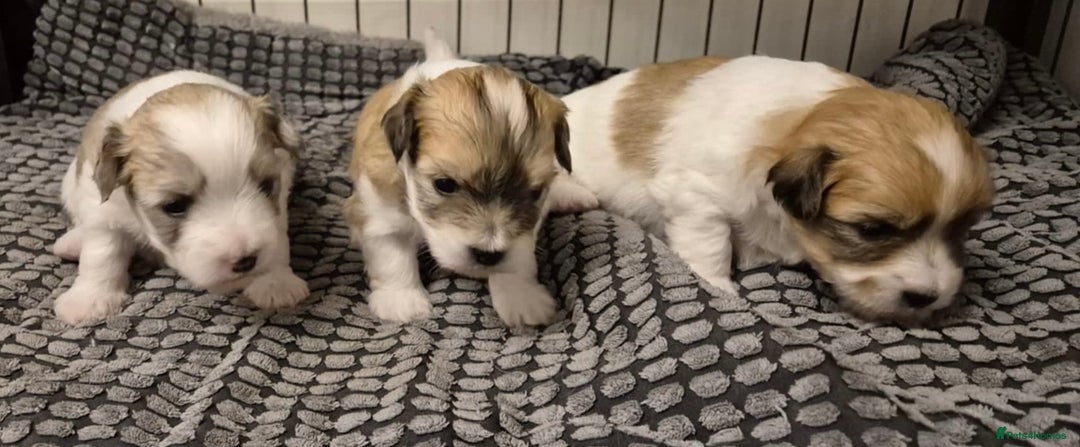 Coton De Tulear dogs for sale: Coton de Tulear Girls - Image 8
