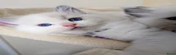 Ragdoll cats for sale: 🏆Tica Registered kittens from EU champion lines🏅 - Advert 27