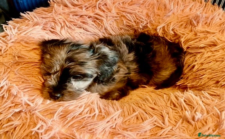 Cavapoo dogs - Advert 3
