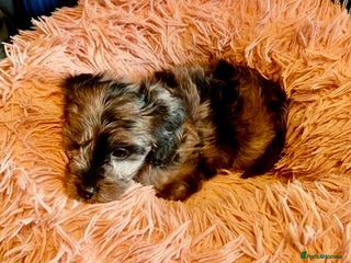 Cavapoo dogs - Advert 1