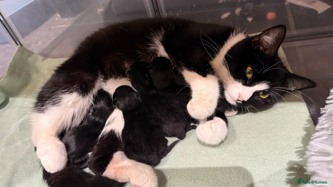 Mixed Breed cats for sale: 5 beautiful kittens for new home 😍 - Advert 11