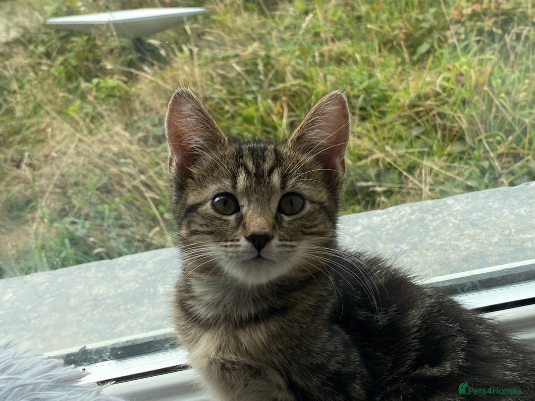 Maine Coon cats for sale: Beautiful Maine Coon X kittens  - Image 2