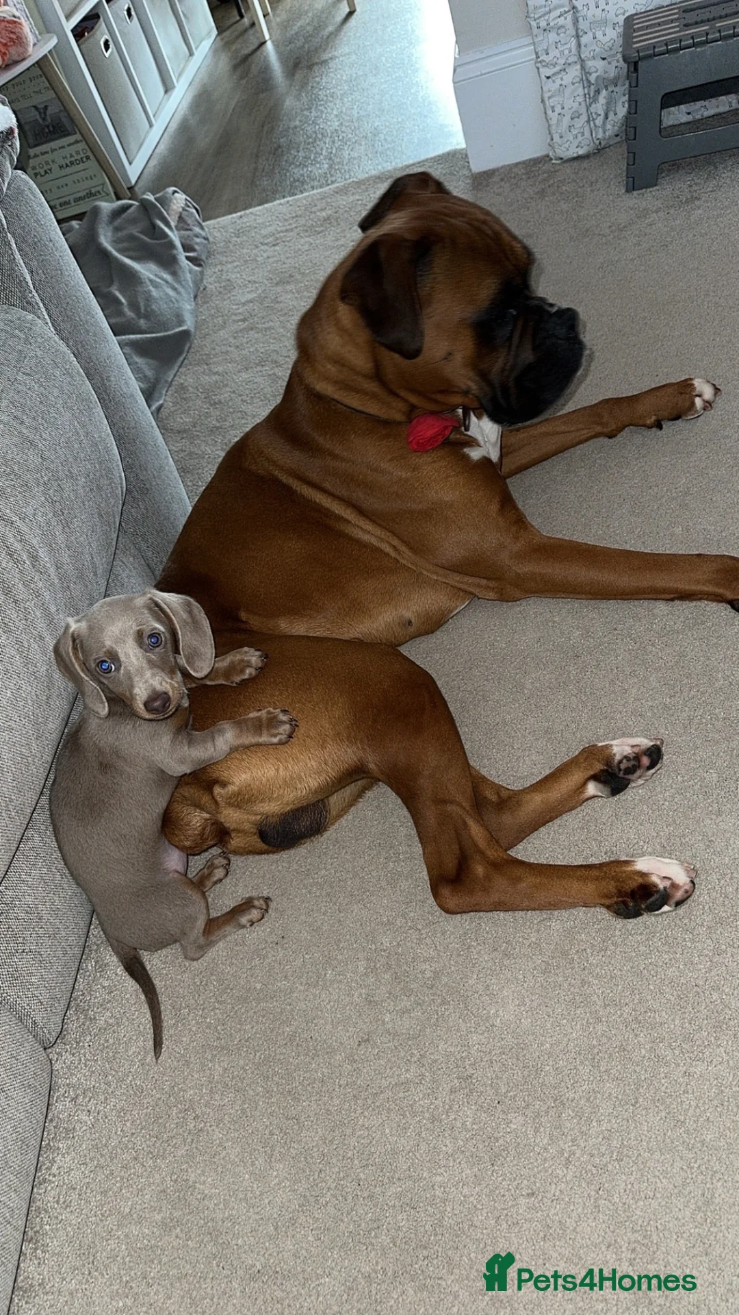 Boxer dogs for stud: Boxer Stud - Advert 2