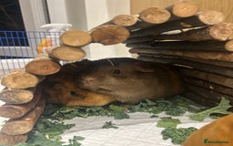 Guinea Pig rodents for sale: loving and friendly female guinea pigs - Image 3