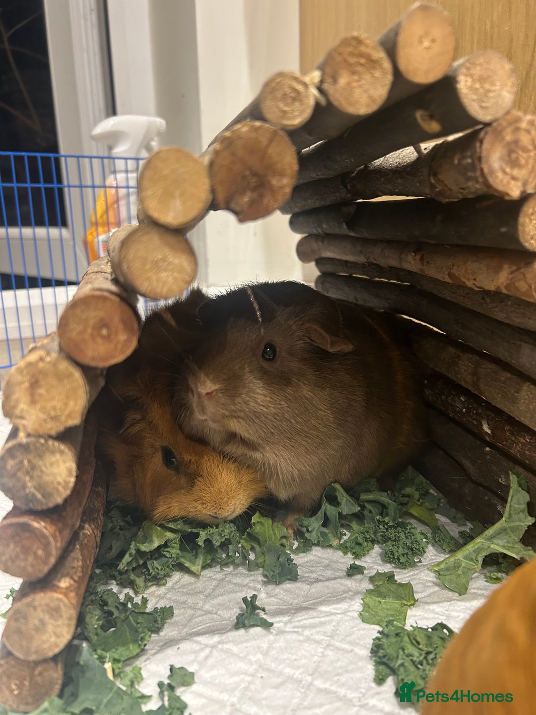 Guinea Pig rodents for sale: loving and friendly female guinea pigs - Image 3