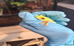 Frog reptiles for sale: Two baby red eye tree frog - Image 1