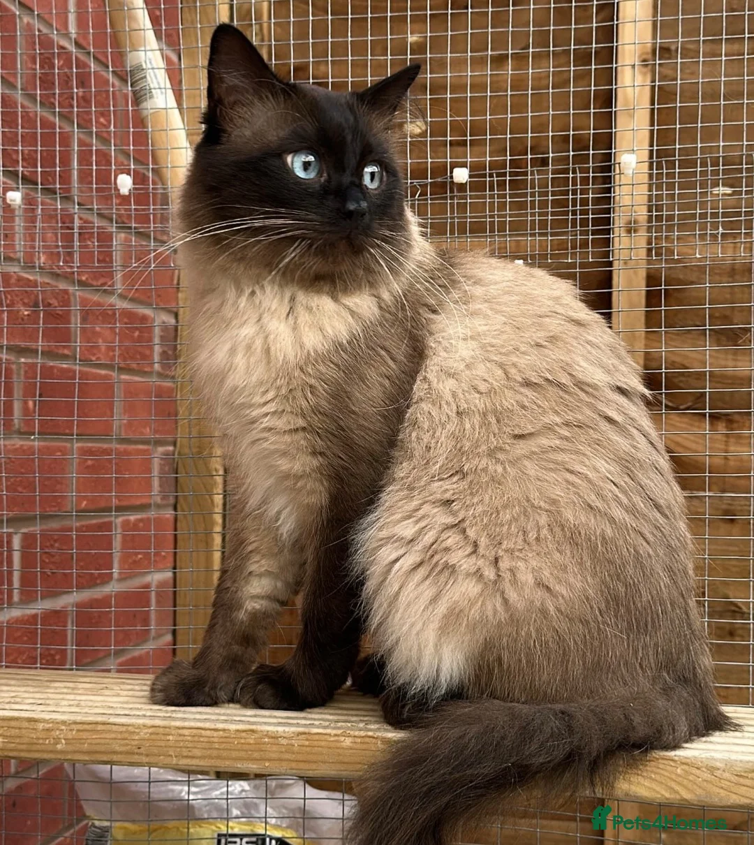 Ragdoll cats for sale: Ragdoll Kittens For Sale - Advert 13