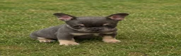 French Bulldog dogs for sale: gorgeous French Bulldog puppies!  in Manchester - Advert 3