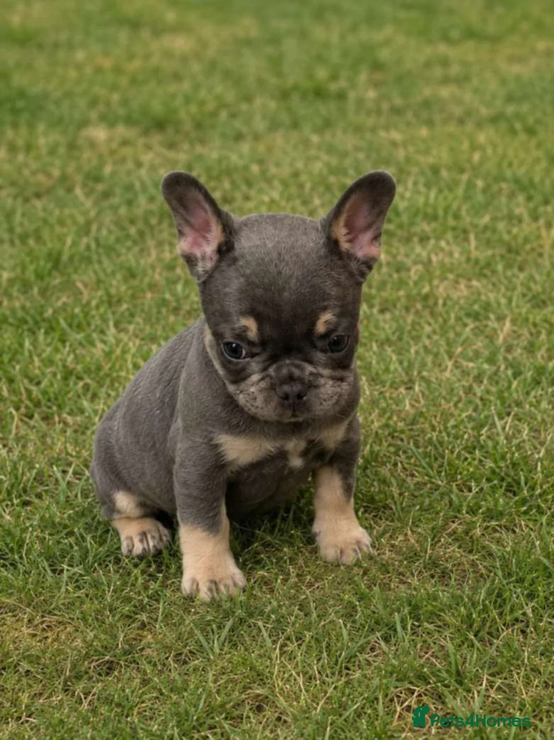 French Bulldog dogs for sale: gorgeous French Bulldog puppies!  in Manchester - Advert 3