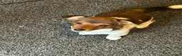 Jack Russell dogs for sale: Jack Russell pup in Derby - Advert 5
