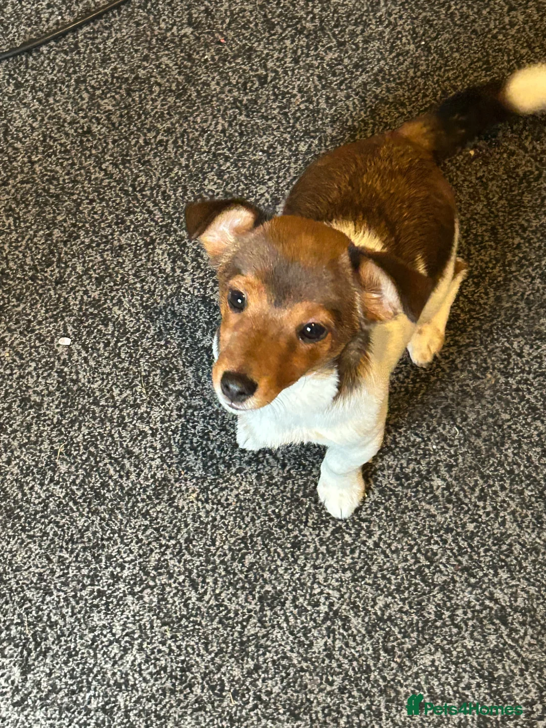 Jack Russell dogs for sale: Jack Russell pup in Derby - Advert 5