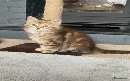 Siberian cats for sale: GCCF registered Pedigree Siberian Kitten - Image 2