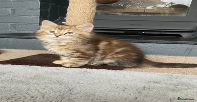 Siberian cats - Advert 7