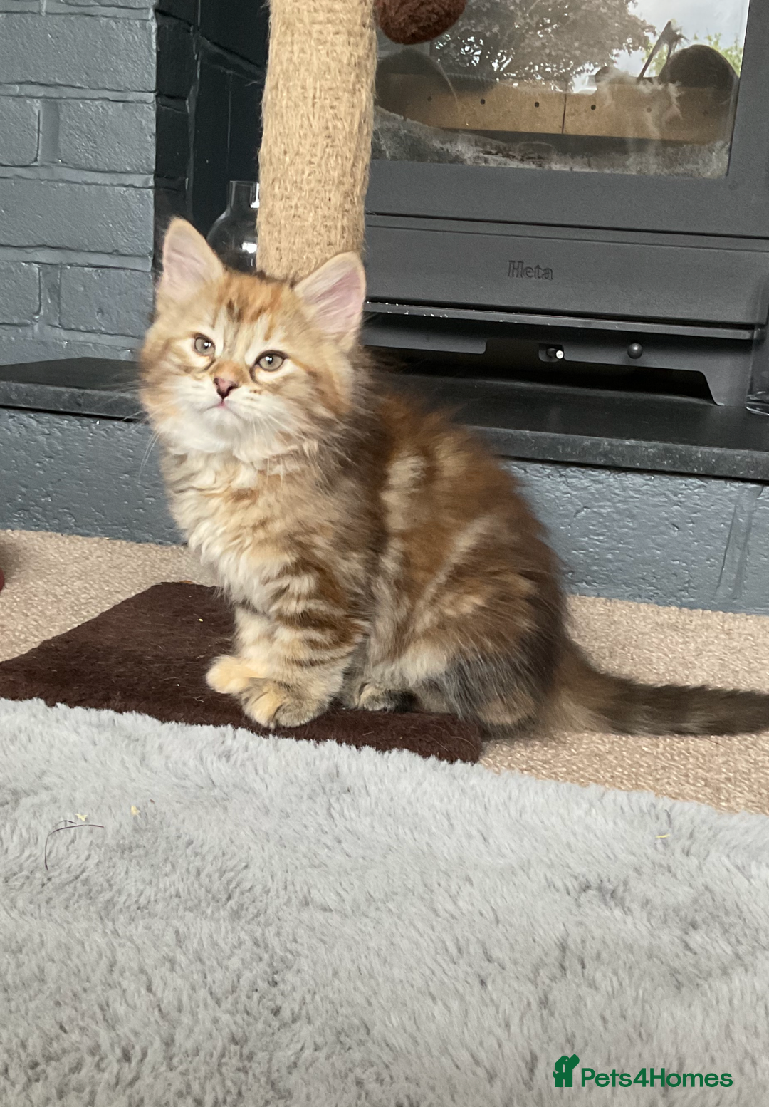 Siberian cats for sale: GCCF registered Pedigree Siberian Kitten - Image 2