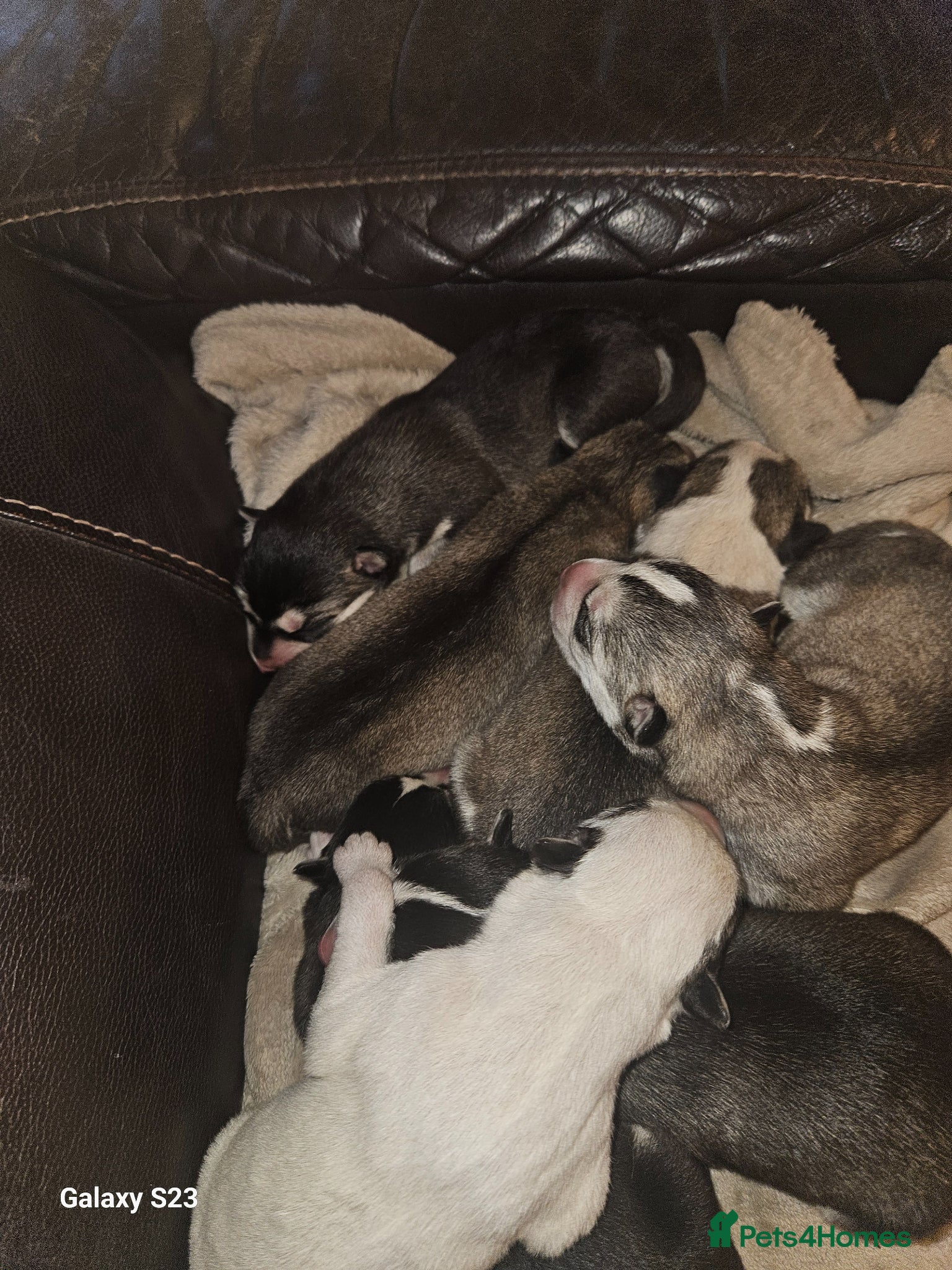 Siberian Husky dogs 7 siberian huskey puppies for sale £800 - Advert 8