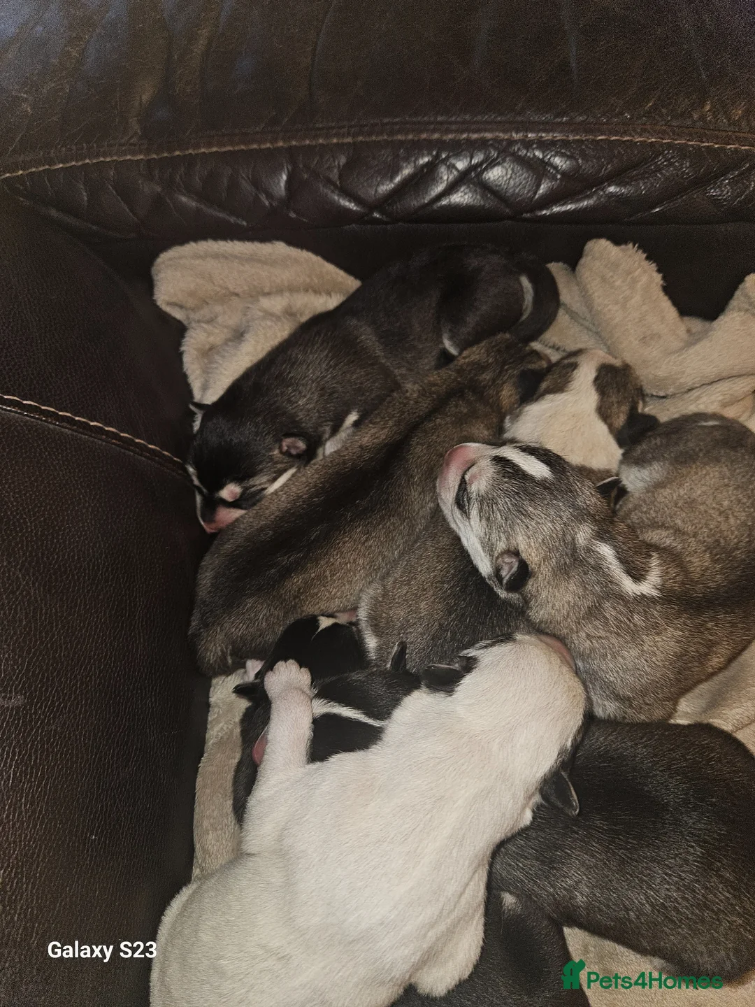 Siberian Husky dogs for sale: 7 siberian huskey puppies for sale £800 in Oldham - Advert 16