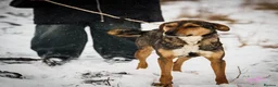 Mixed Breed dogs for adoption: 🌟 Special Home Needed for a Very Special Girl 🌟 in Pulborough - Advert 13