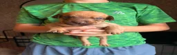 Mixed Breed dogs for sale: Beautiful puppies of our Family pets  - Advert 5