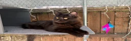 Maine Coon cats for sale: 2 kittens left XL Maine Coon TICA registered  - Advert 9