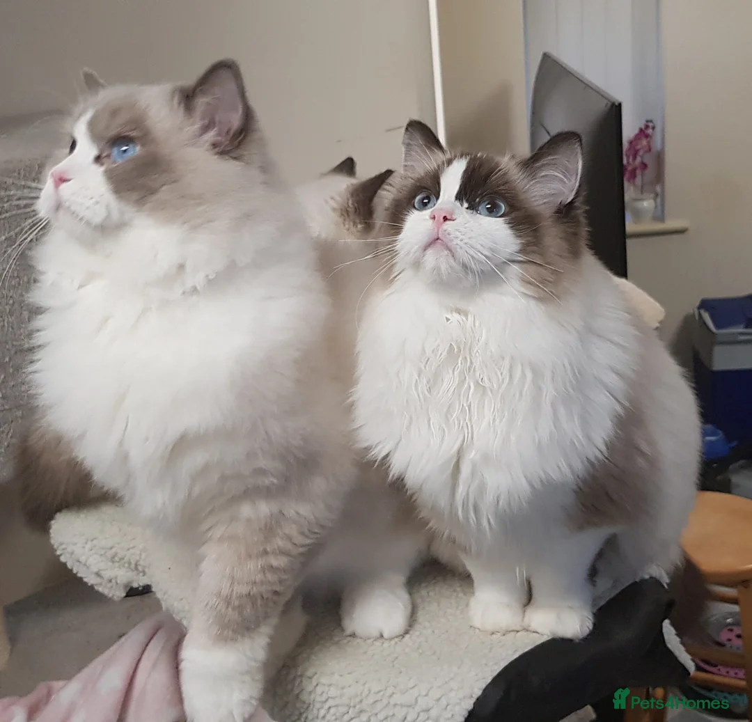 Ragdoll cats for stud: Charles - TICA and Gccf registered active boy  in Bournemouth - Advert 16