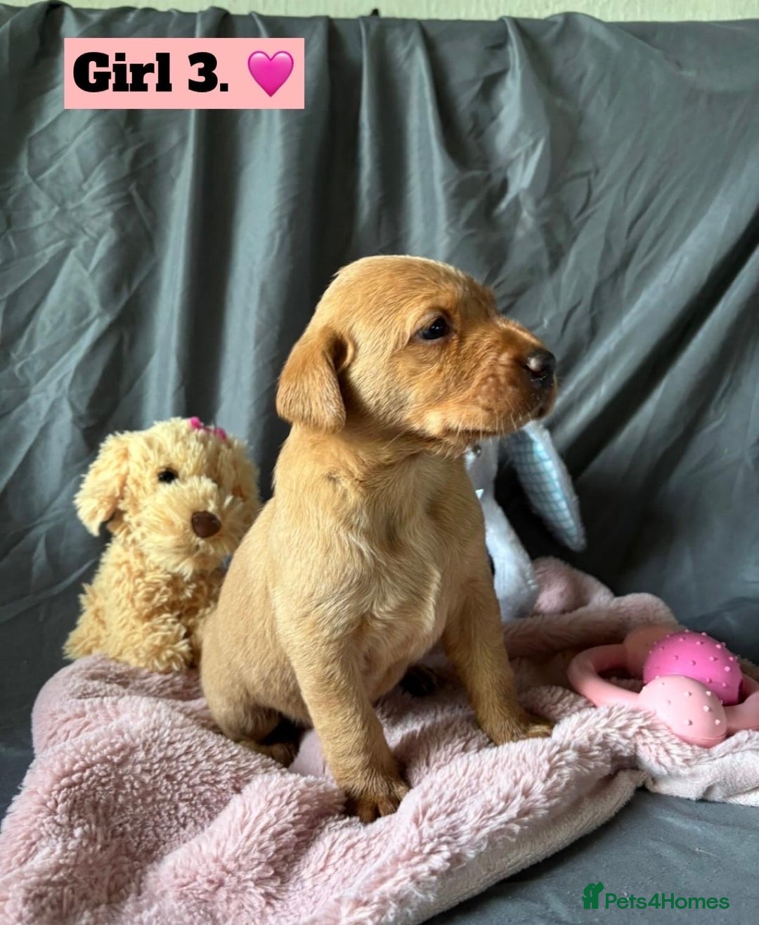 Labrador Retriever dogs for sale: 🐶 8 Gorgeous KC Labrador Puppy’s 🐶 - Image 10