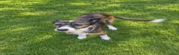 Mixed Breed dogs for sale: A gentle senior girl needs a loving home - Advert 2