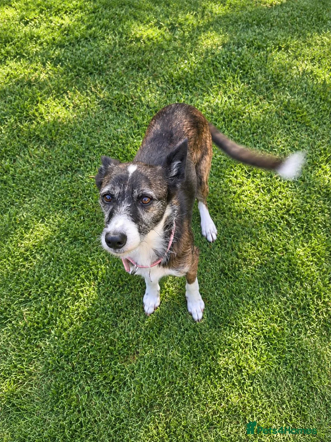 Mixed Breed dogs for sale: A gentle senior girl needs a loving home - Advert 2