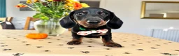 Miniature Dachshund dogs for sale: Ready to go Today!! Mini Dachshund Puppies 🐾  - Advert 27