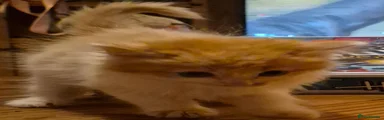 Ragcoon 3