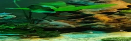 Cichlids fish for sale: Fairy cichlids breeding pair  in Romford - Advert 4