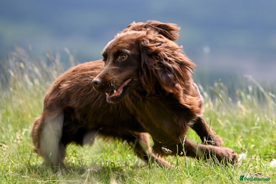Cocker Spaniel dogs for stud: OFTW Breckmarsh Faron Cocker Spaniel Stud - Choc - Advert 5