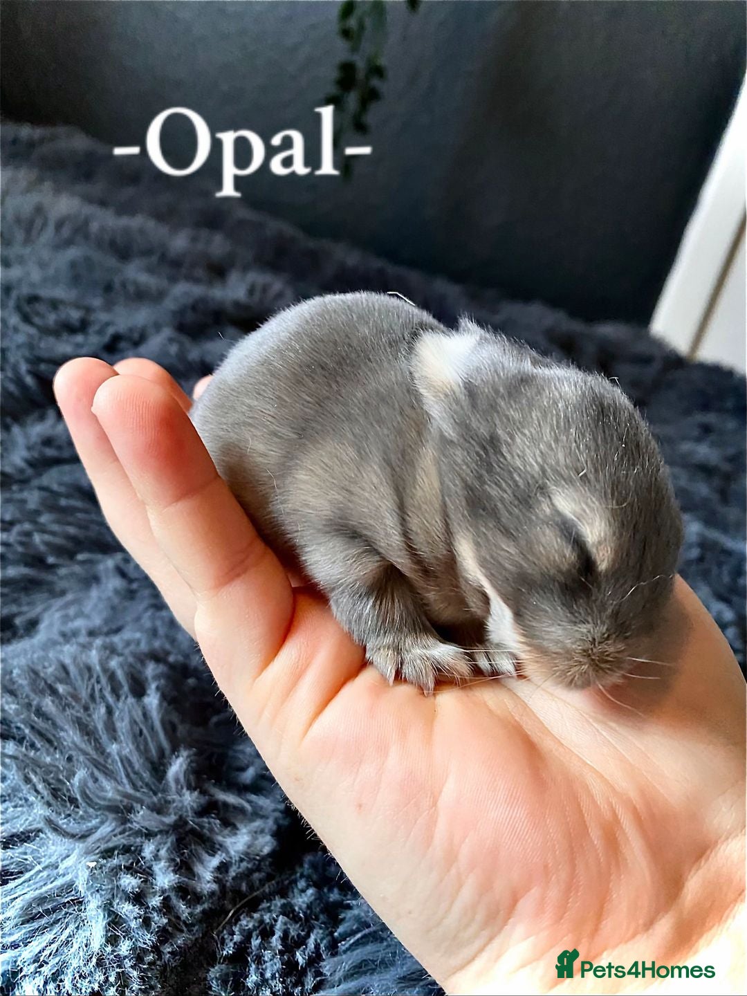 Mini Lop rabbits + Eight gorgeous mini lops for sale +  in Sleaford - Advert 1