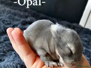 Mini Lop rabbits + Eight gorgeous mini lops for sale + in Sleaford - Advert 1