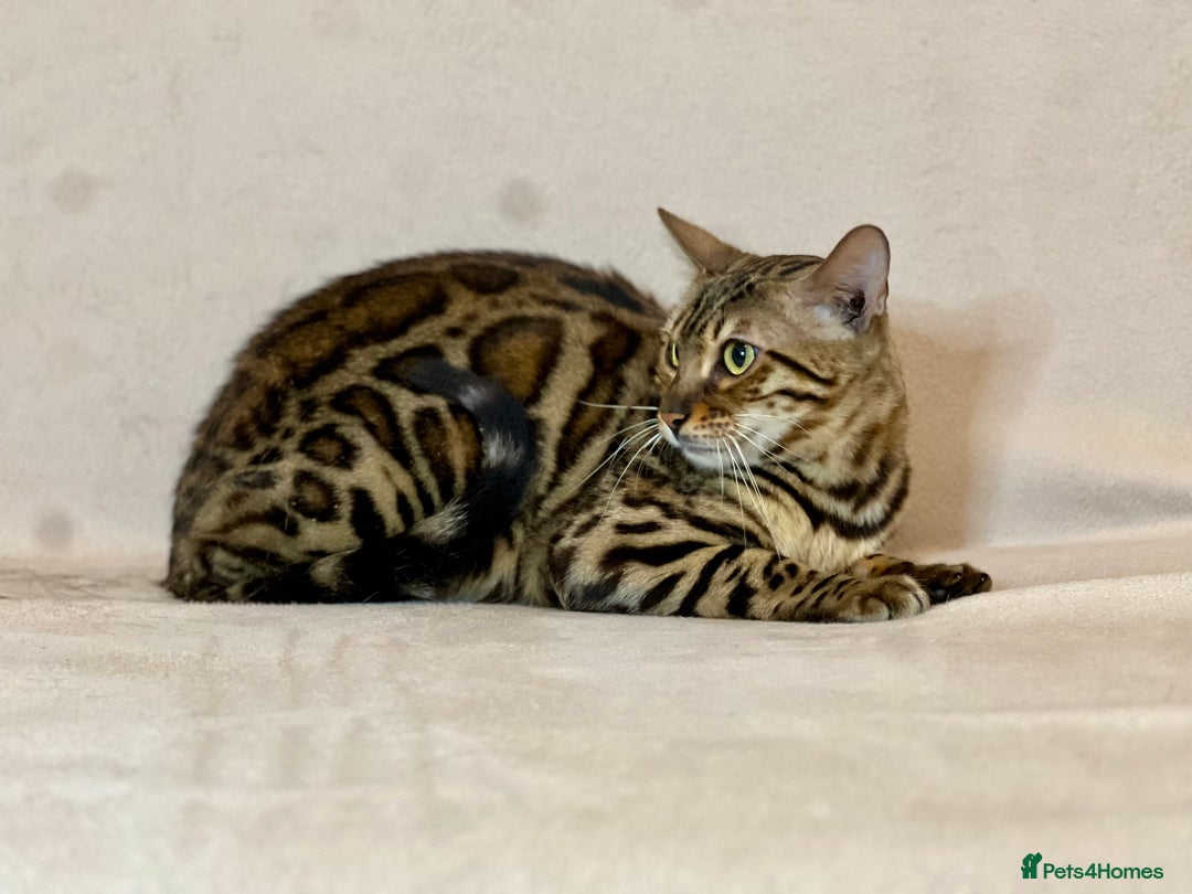 Bengal cats for sale: Pure Bengal Girl - Advert 3