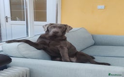 Labrador Retriever dogs for stud: Silver Labrador boy for stud  - Image 3