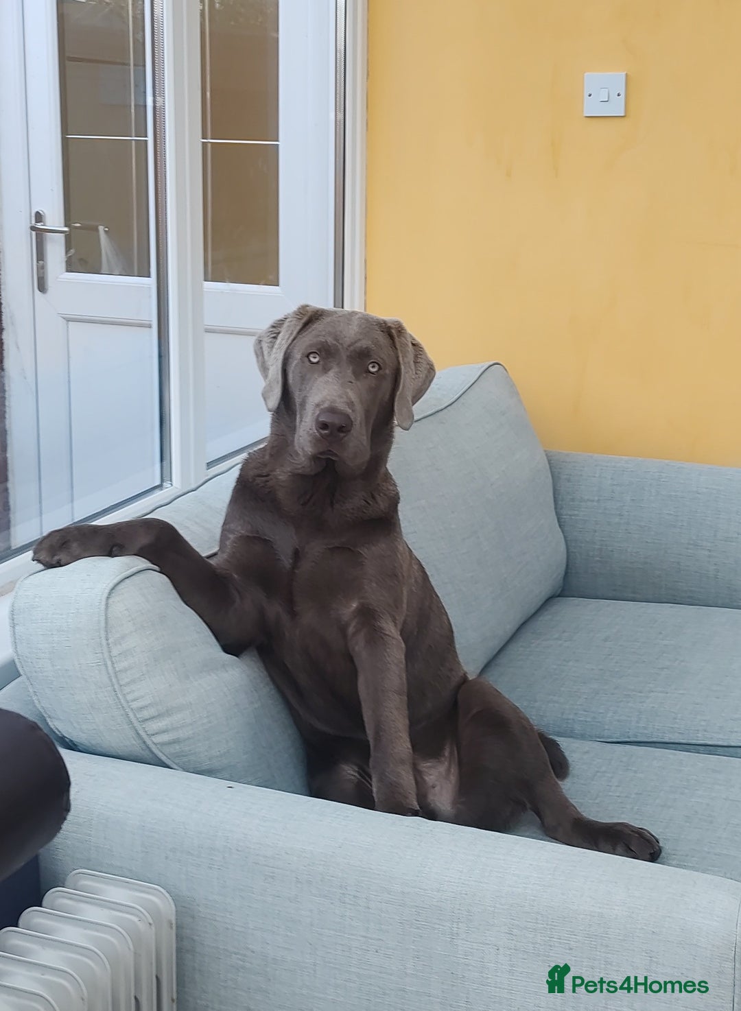 Labrador Retriever dogs for stud: Silver Labrador boy for stud  - Image 3