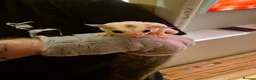 Sugar Glider rodents for sale: Beautiful Sugar Gliders for sale! - Advert 3