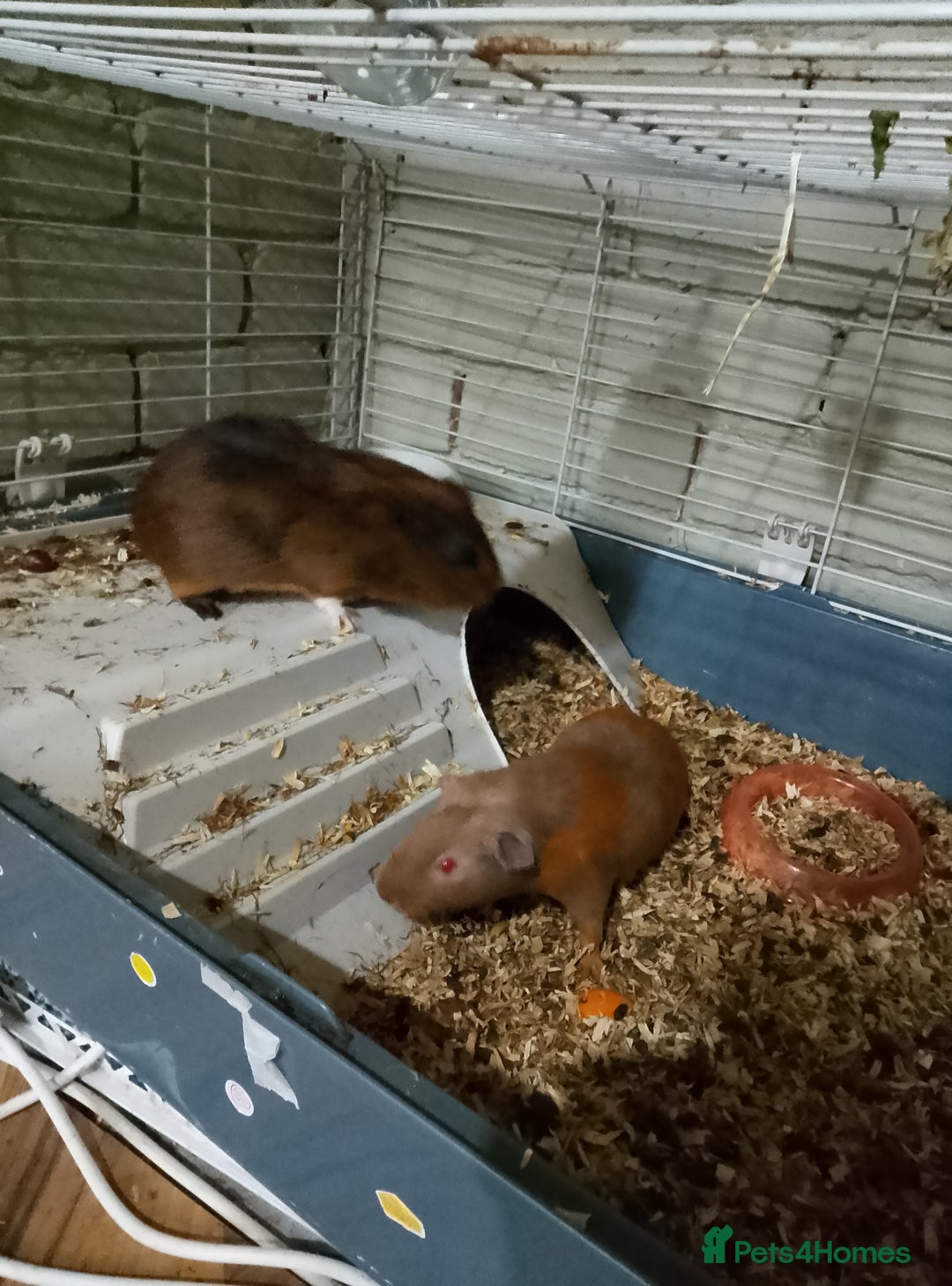 Guinea Pig rodents for sale: Pair of Female Guinea Pigs For Sale - Image 5