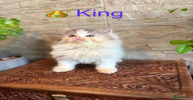 Persian cats - Advert 2